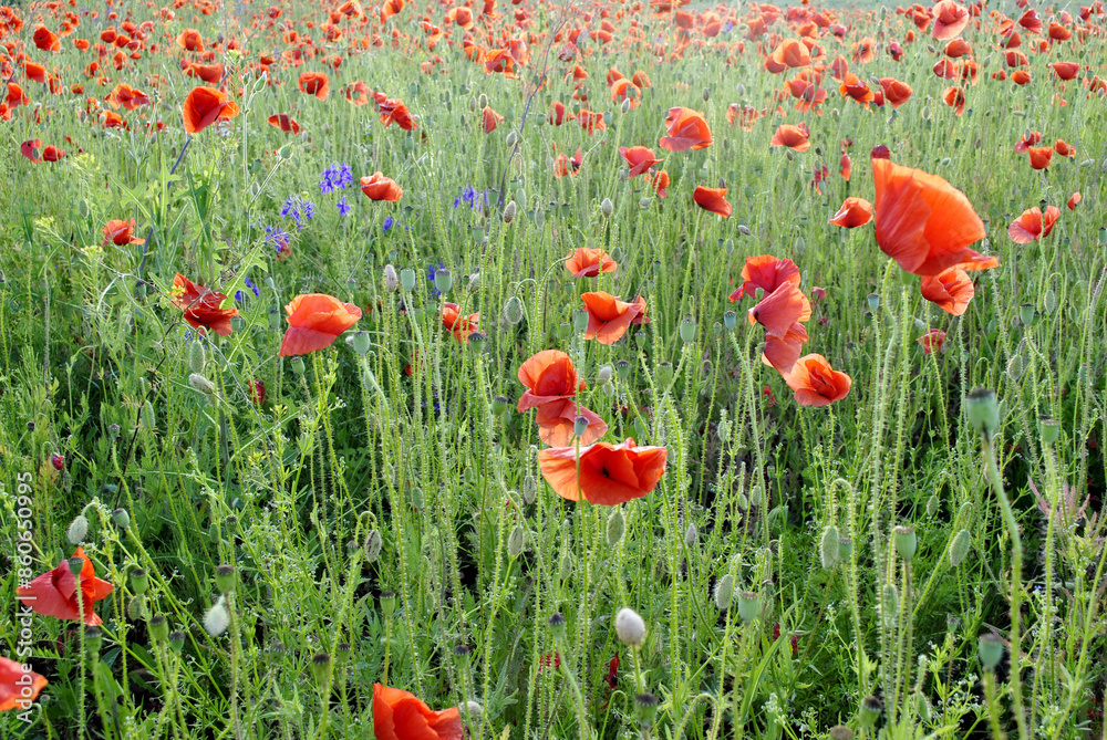 Obraz premium field of poppies