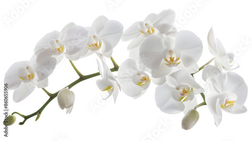 Close up of orchids blossoms Wedding decoration Branch of beautiful white orchid on white background Banner design White petals of phalaenopsis orchid flower Selective focus : Generative AI