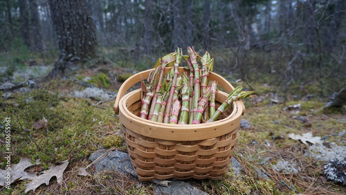 Japanese Knotweed- An edible Invasive Plant you can forage