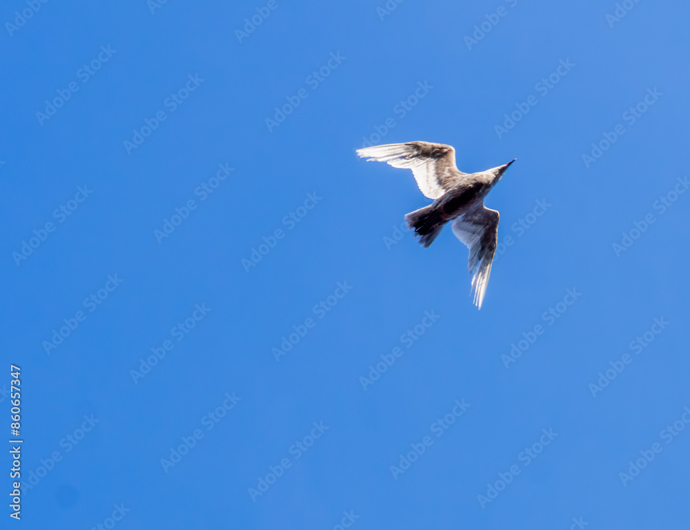 Fototapeta premium seagull in flight