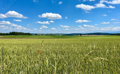 Weizenfeld im Sommer in Bayern bei Sonne und blauem Himmel mit Wolken 