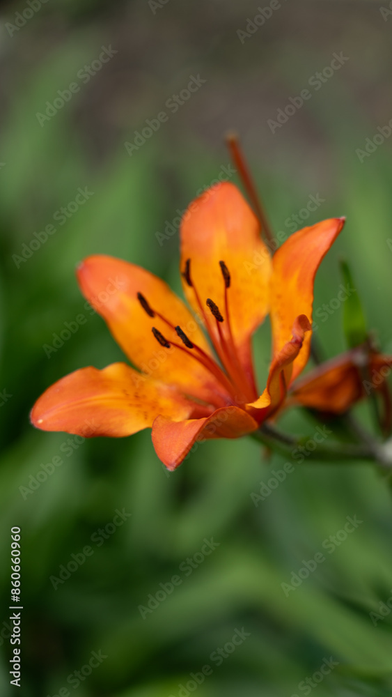 A single lily flower is orange, on a green background A single lily flower is orange, on a green background