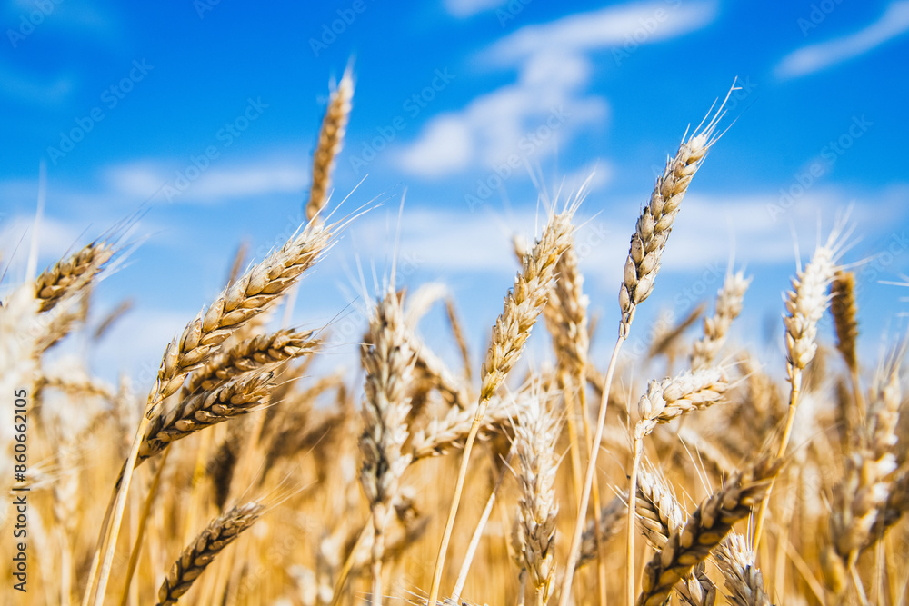 Fototapeta premium Wheat Field. Ears of wheat close up