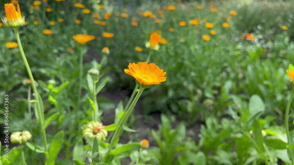 medicinal plant calendula blooming in the flower garden medicinal plant calendula blooming in the flower garden