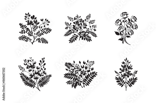 Acacia flower set icons illustration. Tree branch collection, floral isolated black and white. Acacia flower set silhouettes