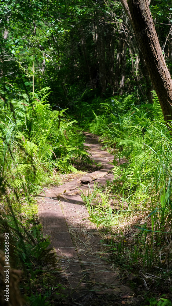Meare Heath ancient Bronze Age trackway through marshy peat wetland environment of nature reserve on the Somerset Levels in England UK Meare Heath ancient Bronze Age trackway through marshy peat wetland environment of nature reserve on the Somerset Levels in England UK