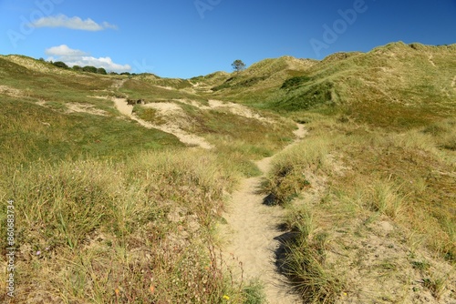 Les Mielle, Sand dunes, Jersey, U.K. Nature reserve in the Summer.