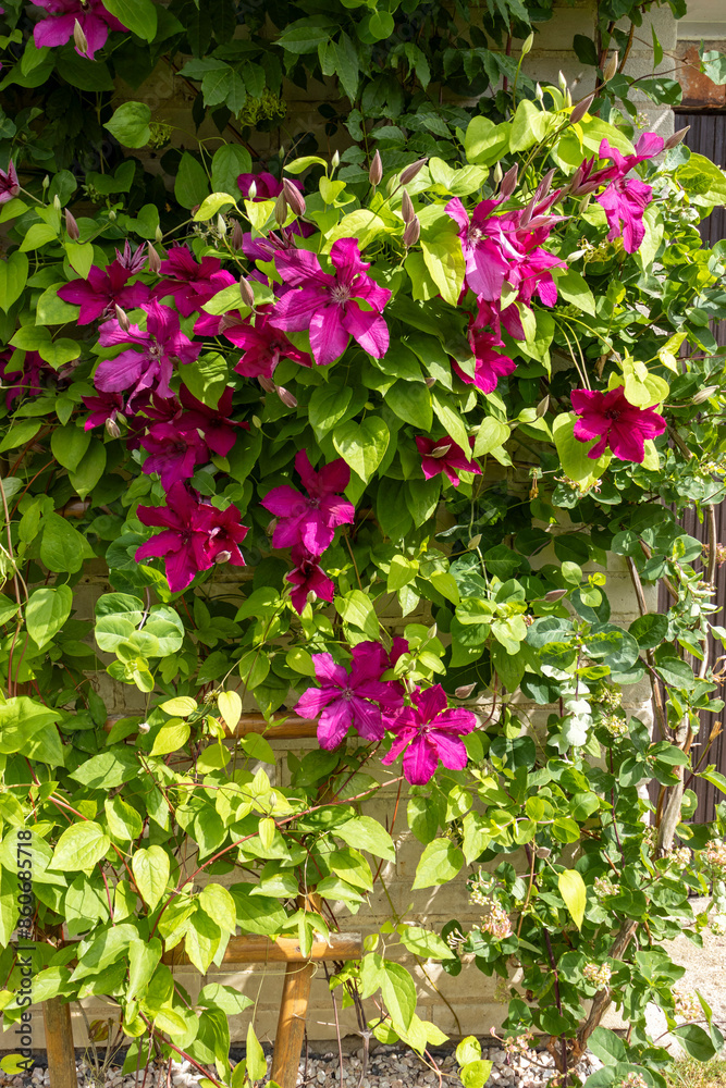 Boom pink clematis flower in garden. Flowers of perennial clematis vines in the garden Boom pink clematis flower in garden. Flowers of perennial clematis vines in the garden