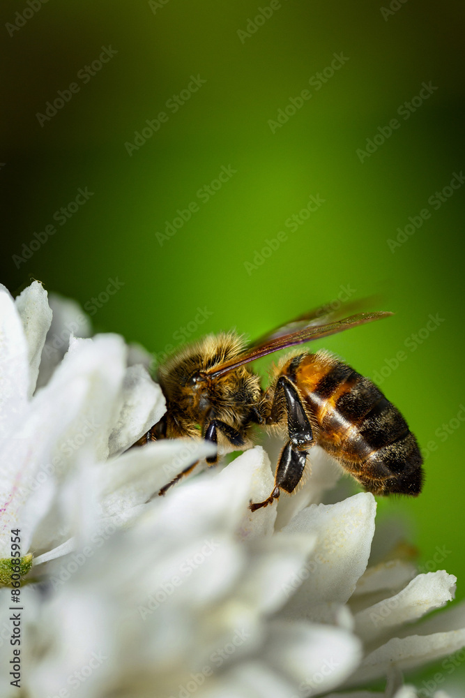 Bee Flower Plant Macro Honey Bee Flower Plant Macro Honey