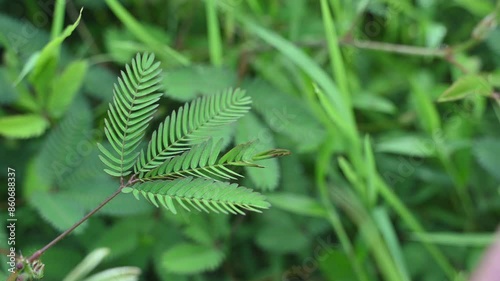 Sensitivity of Neptunia oleracea leaves responding to touch