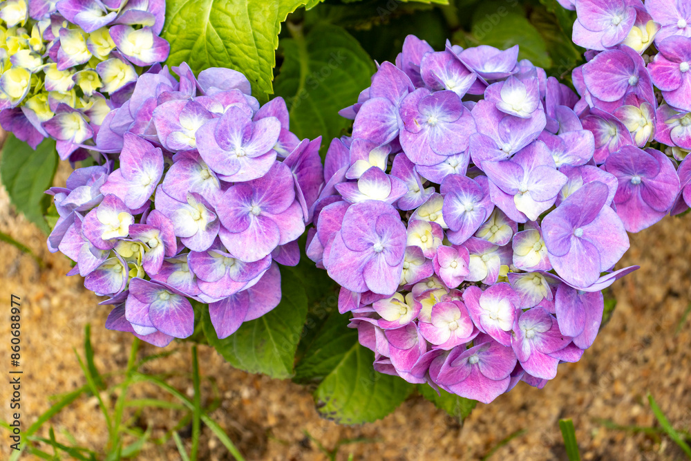 Purple hydrangea flowers. Hydrangea flower (Hydrangea macrophylla) blooming in spring and summer in a garden