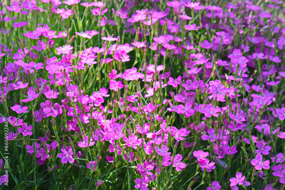 Carnation glory pink purple flower background pattern (Dianthus caryophyllus) carnation clove purple, species of Dianthus deltoides - ground cover carnation plant for alpine hills in garden background Carnation glory pink purple flower background pattern (Dianthus caryophyllus) carnation clove purple, species of Dianthus deltoides - ground cover carnation plant for alpine hills in garden background