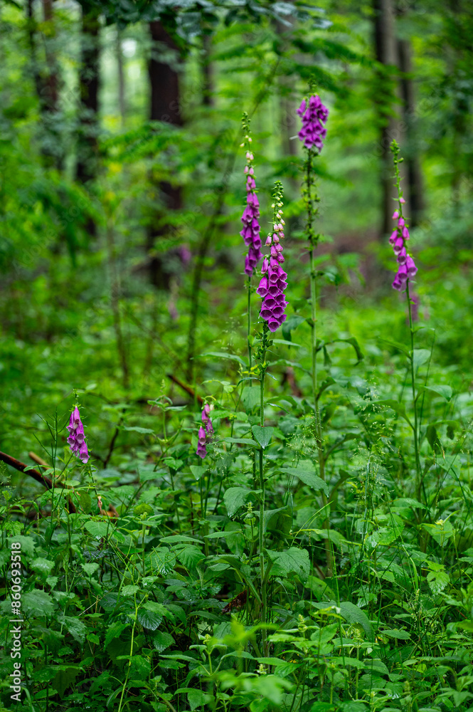 Garten, Pflanzen, Cannabis, Blüten, Schnecken, Tiere, Blumen Garten, Pflanzen, Cannabis, Blüten, Schnecken, Tiere, Blumen