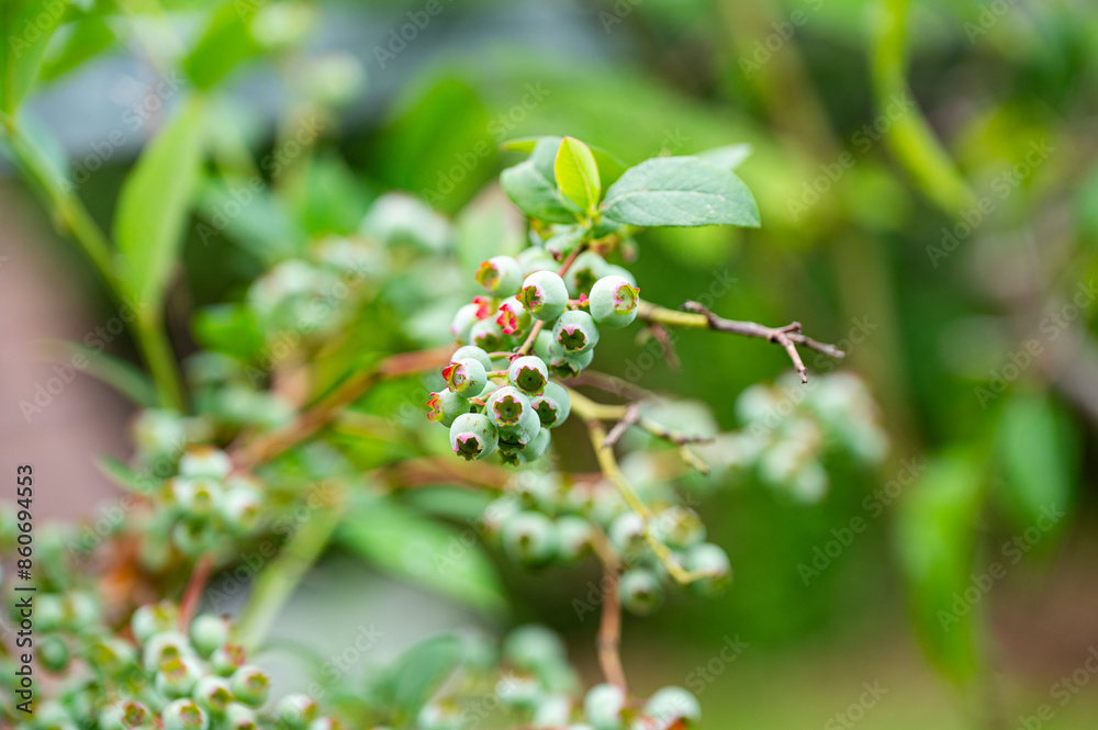 Garten, Pflanzen, Cannabis, Blüten, Schnecken, Tiere, Blumen Garten, Pflanzen, Cannabis, Blüten, Schnecken, Tiere, Blumen