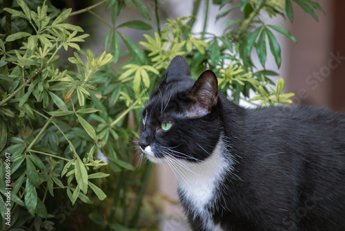 Cat on the street with flower