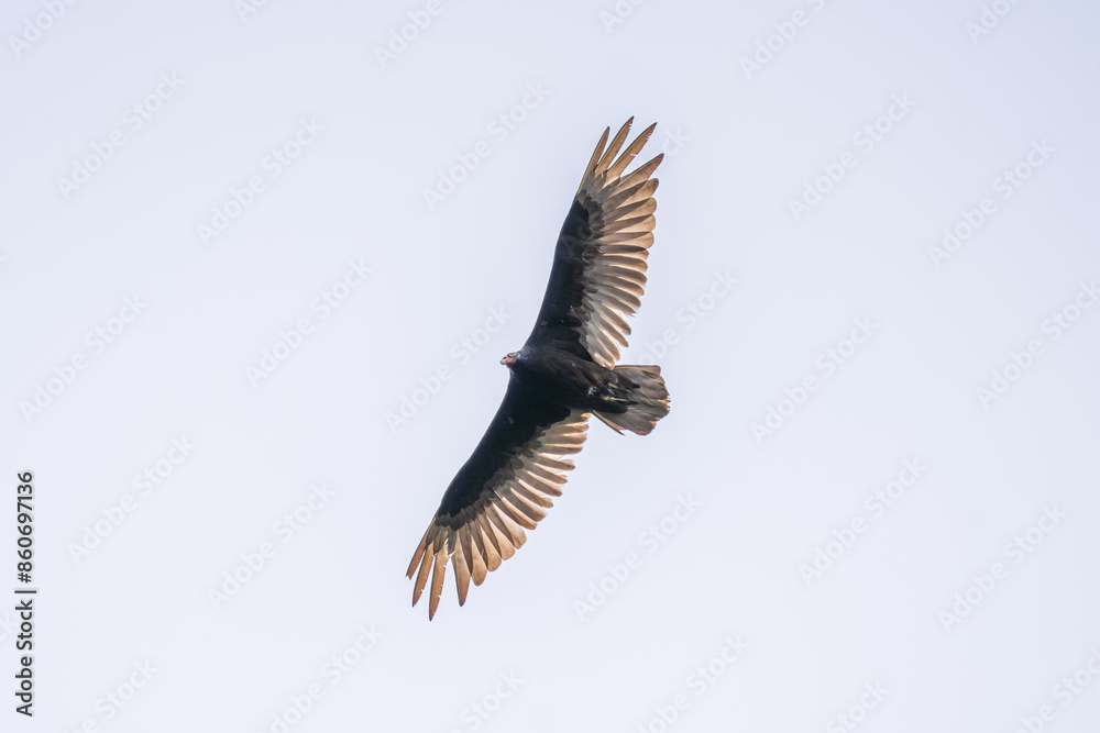 Obraz premium Turkey Vulture flying in clear skies
