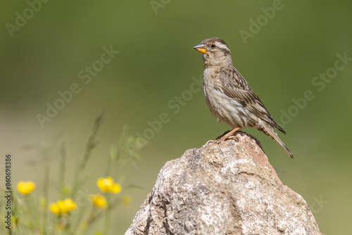 Rock Sparrow (Petronia petronia), small bird, living at high altitudes in Mediterranean Europe, Abruzzo, Italy.