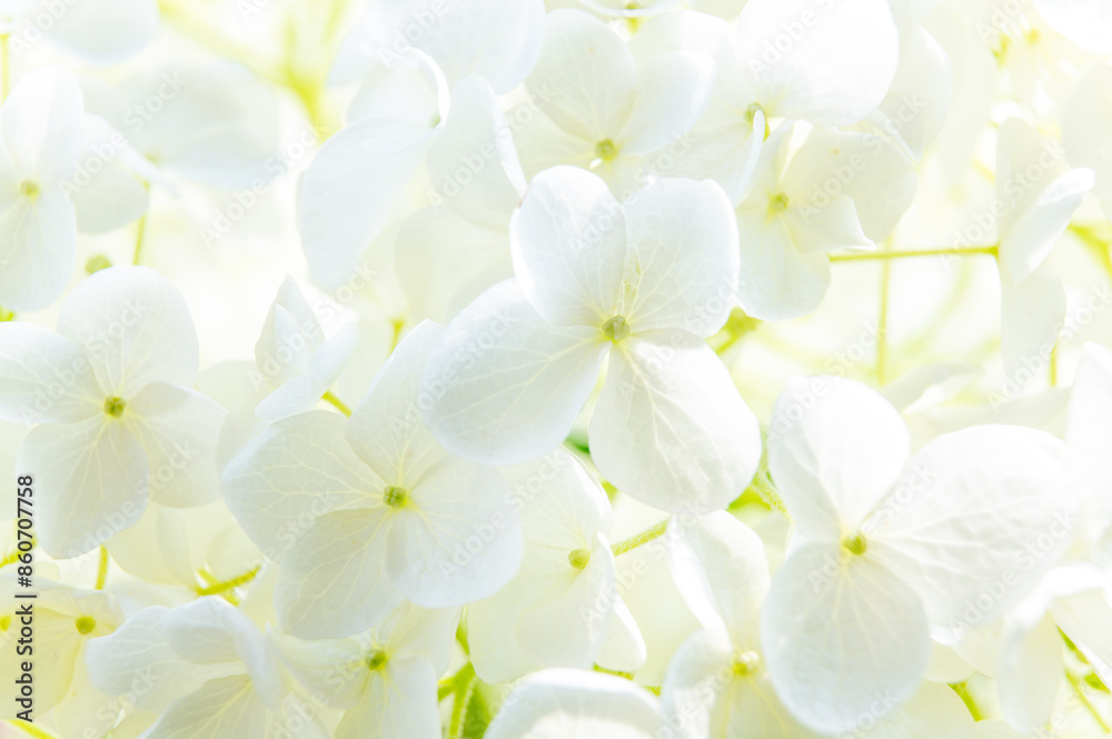 macro of white hydrangea flowers macro of white hydrangea flowers