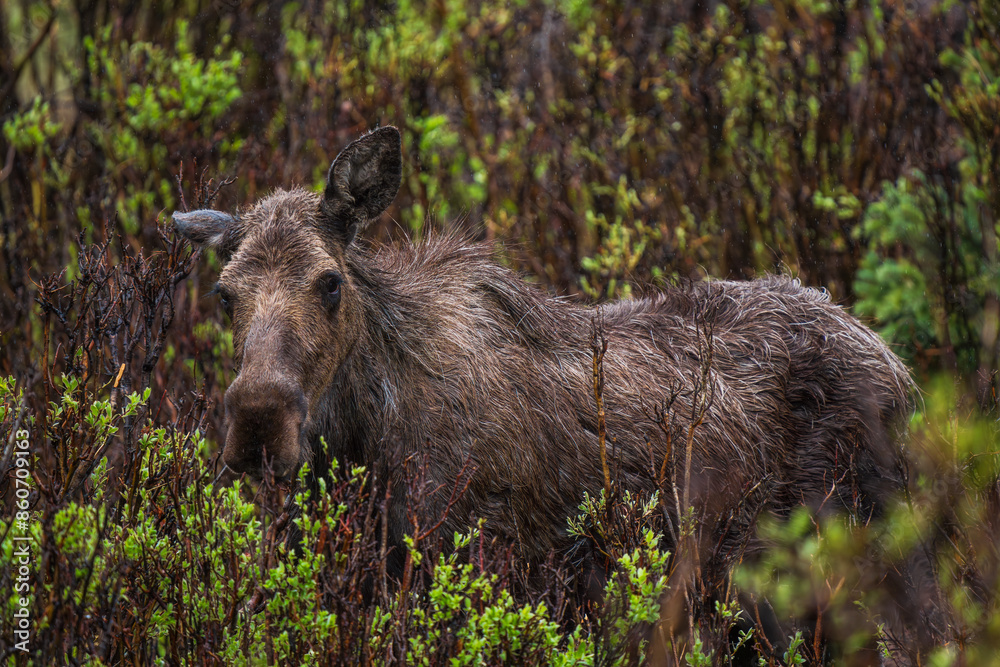 Moose adult in the rain with willow bushes Moose adult in the rain with willow bushes