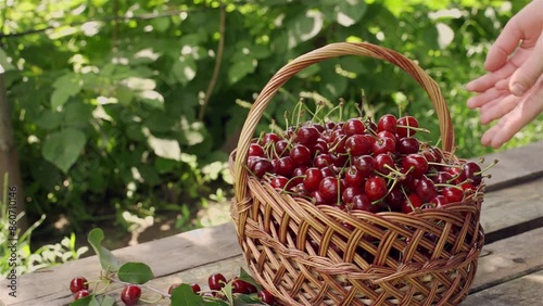 harvesting red cherries. hands of a farmer put picked berries in a wooden basket.