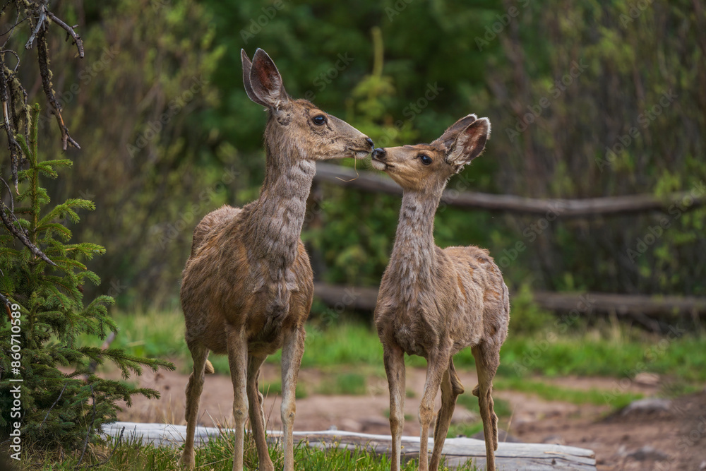 deer doe and fawn in green forest deer doe and fawn in green forest