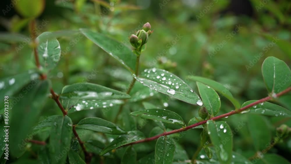water drops on a tree leaf