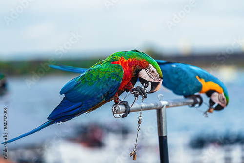 Macaws are a type of parrot with beautiful, colorful feathers. They are considered expensive wild animals. And are beautiful birds that are popular among bird collectors as pets.