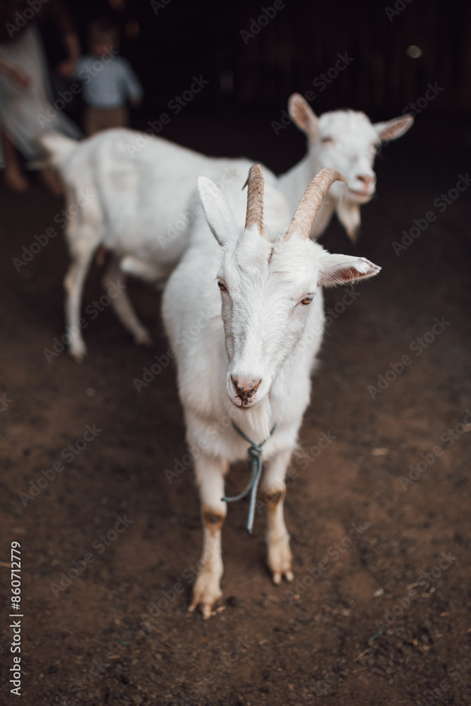 white goat on farm