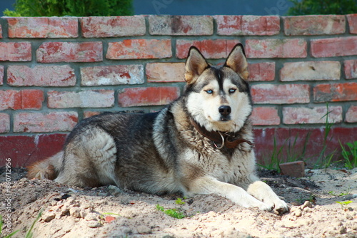 Husky dog breed guards the house near the fence
