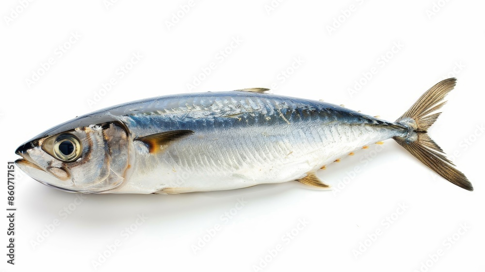 Herring salted raw fish isolated on white wallpaper background Herring salted raw fish isolated on white wallpaper background