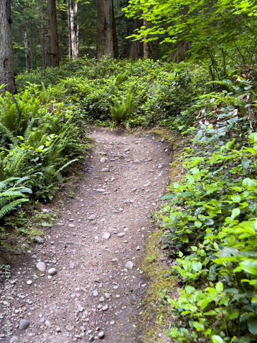 path in the forest