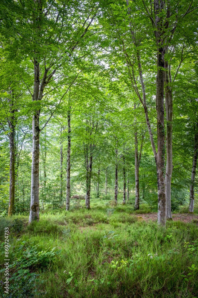 Ladock woods cornwall england uk Ladock woods cornwall england uk