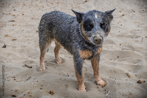 Bunji, the australian Cattle dog digging the sand on a beach photo