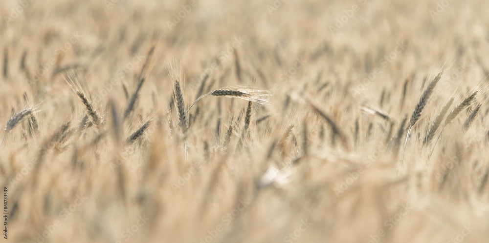 Fototapeta premium field, ears, wheat, grain, fields