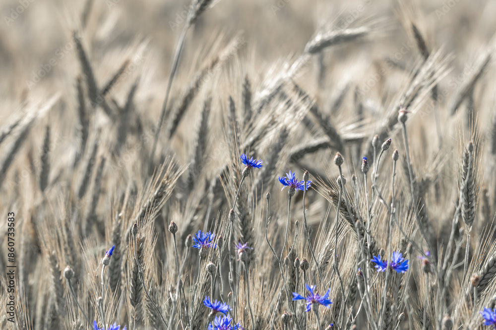 field, wheat, grain,wild meadow, wildflowers