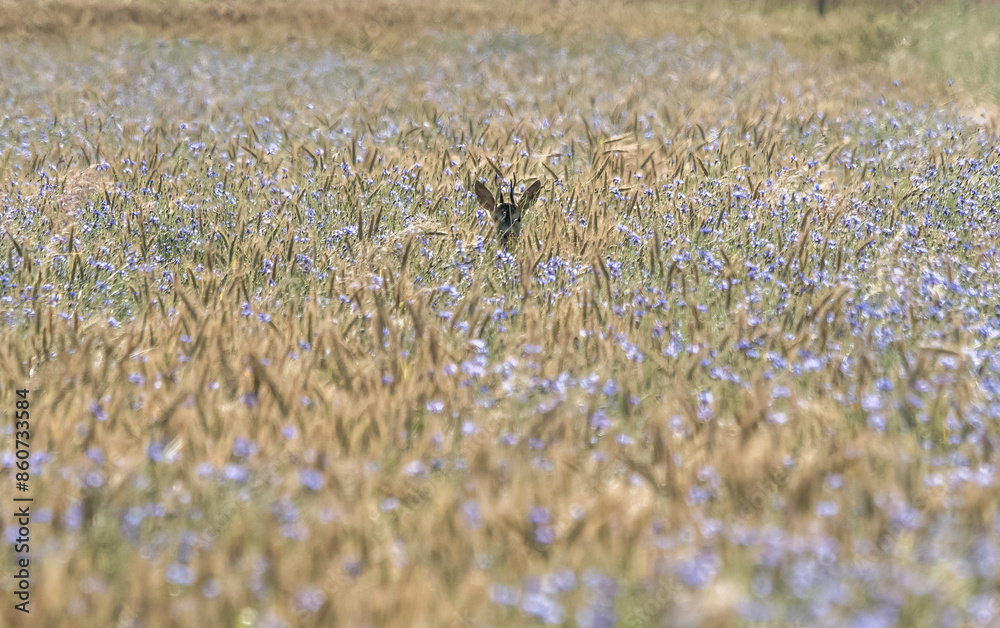 field, wheat, grain,wild meadow, wildflowers