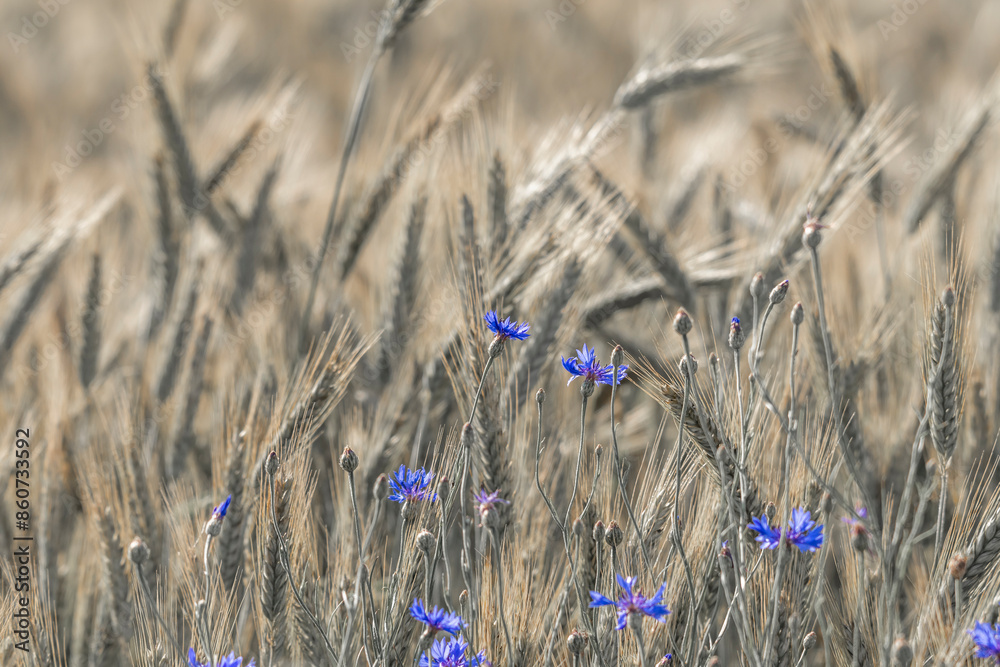 field, wheat, grain,wild meadow, wildflowers