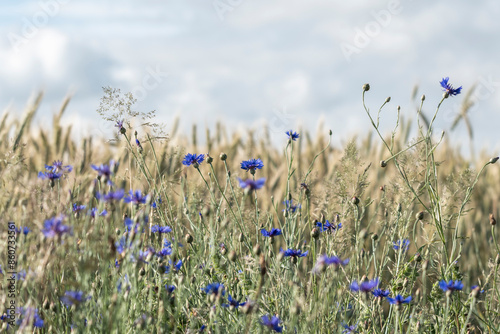 Obraz na płótnie field, wheat, grain,wild meadow, wildflowers w salonie