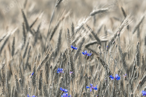 Obraz na płótnie field, wheat, grain,wild meadow, wildflowers w salonie