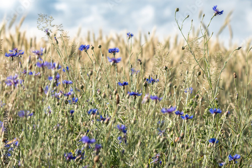 Obraz na płótnie field, wheat, grain,wild meadow, wildflowers w salonie