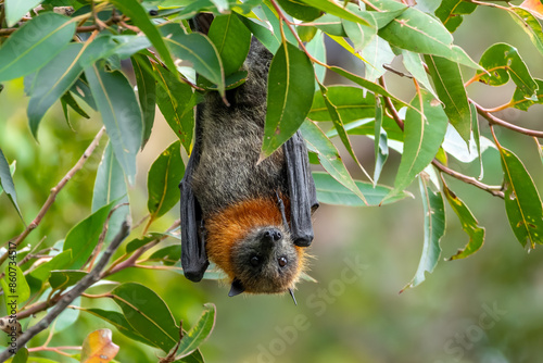 Photography Grey-headed flying fox