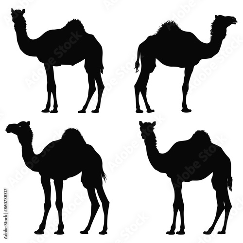 set of camels