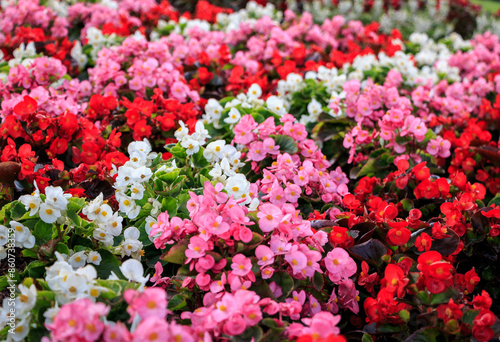 White, pink and red begonia flowers