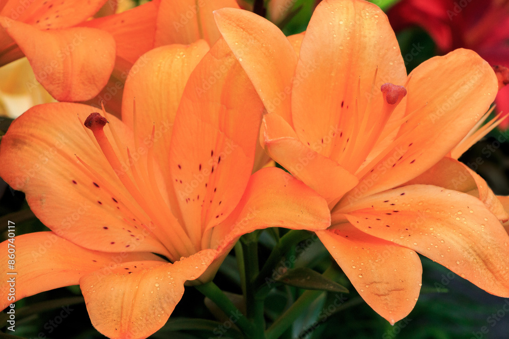 Two Orange Tiger Lillies at the Farmers Market Two Orange Tiger Lillies at the Farmers Market