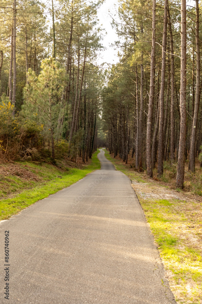Fototapeta premium Une piste cyclable en plein milieu d'une foret