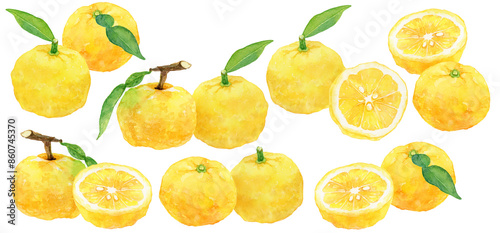柚子の水彩イラスト　素材集
