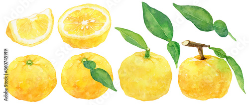 柚子の実と葉の素材セット　手描き水彩
