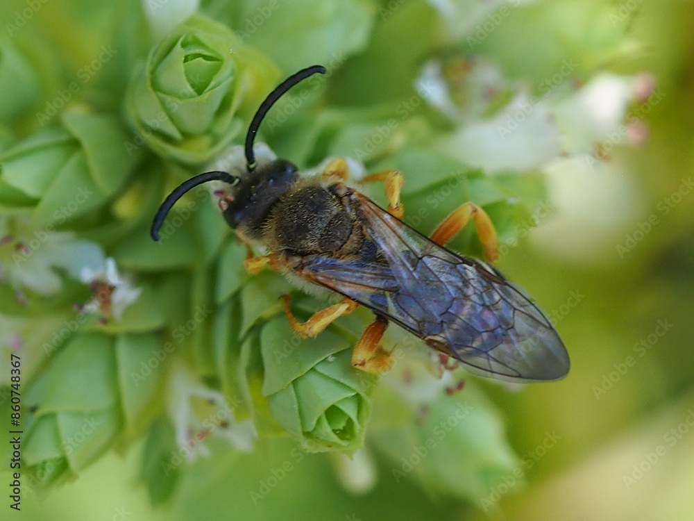 Tawny-legged Furrow Bee (Halictus fulvipes), male Tawny-legged Furrow Bee (Halictus fulvipes), male