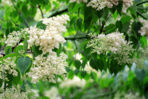 Wallpaper Mural Delicate white blooms of Peking lilac (Syringa pekinensis) in full spring splendor Torontodigital.ca