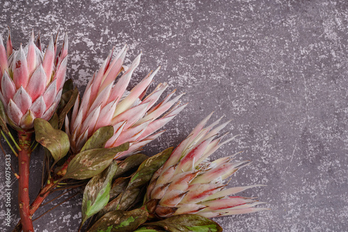 Beautiful pink protea flowe...